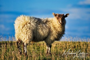 Schaf in Irland – Ein Moment voller Ruhe und Charakter